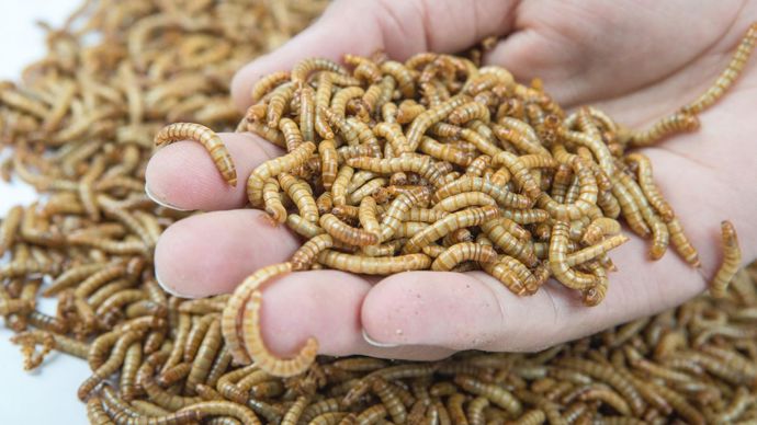 PAULINE DE COURREGES/YNSECT